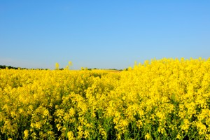 Mustard Plant